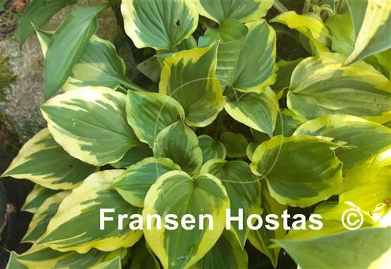 Hosta Pixie Vamp